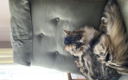 Moody Chill template