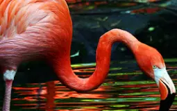 Best hoopers at the Y