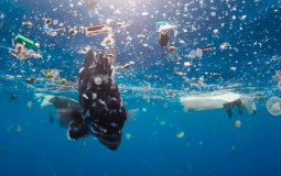 Greatest Cinema Dragons