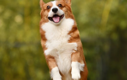 Tier-list des toutous