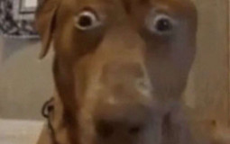 Riggies LoL tierlist