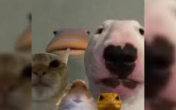 The Council Meme tier list