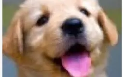 Hypixel Forums PFP V.2