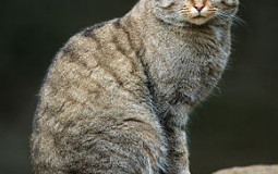 grottier's suprematie