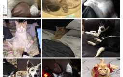 Family Pets