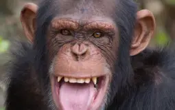 Primates