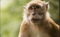 T-Titans Battlegrounds Tier List