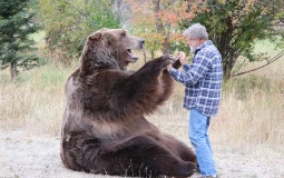 Bear Species Tier List