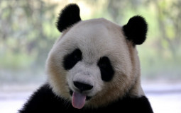 Bear Tier List