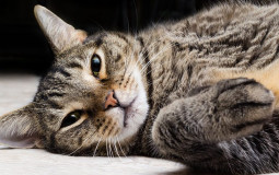 Cats