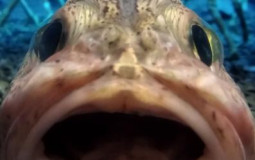 ProCommu (Level Pot)