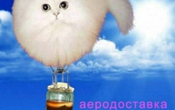 тирлист сапов