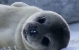 Animaux mignon