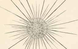 Protozoa