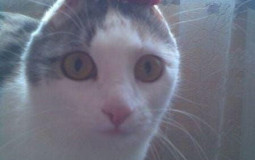 A hero's destiny classes