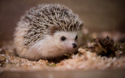 Animaux mignons