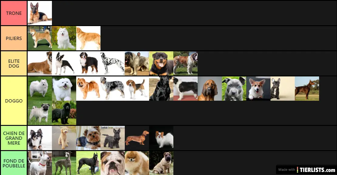 Chien