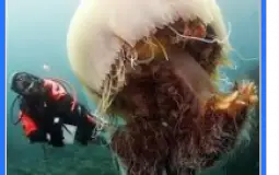 jellyfish
