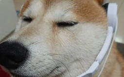 Способности РП