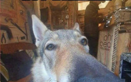 Most Dangerous Sanctum Member