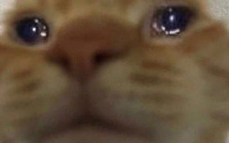 my animal crossing villagers