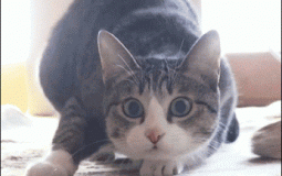 les mangas qui sont bien ou nuls