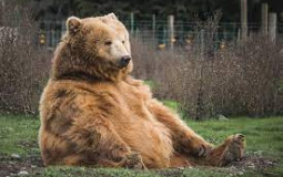 Best Bears, ever, of all time.