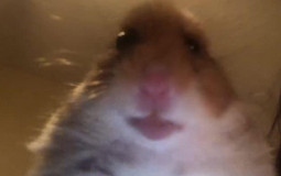 Discord pfp rating