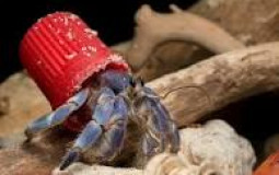 The Plushie Tier List