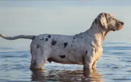 Clark Dog preferences