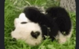 Membres de la Pandarmy