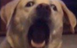 NA SOLOQ JUNGLERS