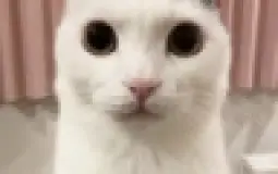 BCWO channels tier list