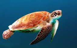 Types of music fish listen to