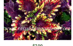coleus