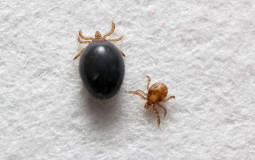 Bugs