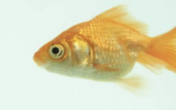 types of fish in the ocean