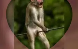 Ezra's Opinion Tier List