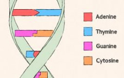 nitrogen base tier list