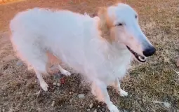 Metal live bands 2022