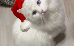 Mike-verse tier list