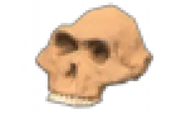 Animal Crossing Fossils