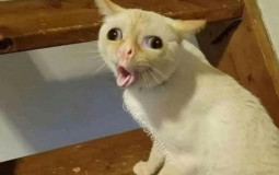 Worst- best minecraft skins