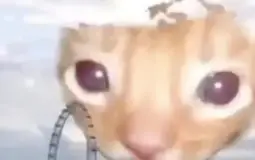 cursed cats
