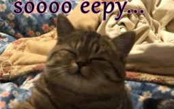 static cumbrain rating