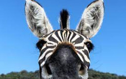 Animals I could take in a fight.