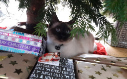 Benys friend tier list