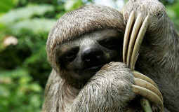 Sloth