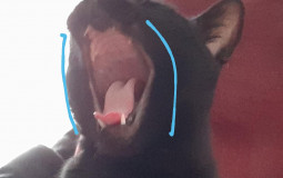 Morras aosidmnaisudilsa