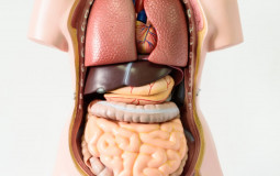 Organs